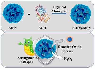 Immobilization of Superoxide Dismutase in Mesoporous Silica and its Applications in Strengthening the Lifespan and Healthspan of Caenorhabditis elegans